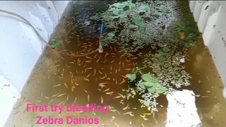 zebra first breeding