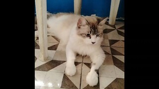 snowball