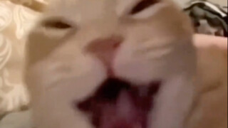 2025 Cat Meme Prototype Compilation