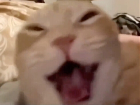 2025 Cat Meme Prototype Compilation