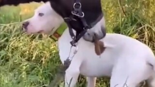 สุนัขตัวนี้...ทำให้ฉันมีความสุขสามวันสามคืนเลยทีเดียว