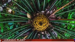 kakaibang plants.