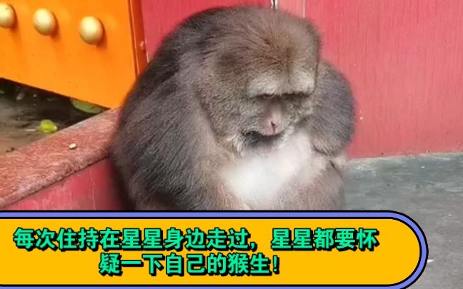 Mỗi lần sư trụ trì đi ngang qua Xingxing, Xingxing lại bắt đầu nghi ngờ cuộc đời mình!