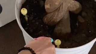 我自己养大的蘑菇还能害我不成？