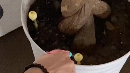 هل يمكن للفطر الذي ربيته بنفسي أن يؤذيني؟