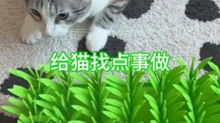 Find something for the cat to do, keep it busy