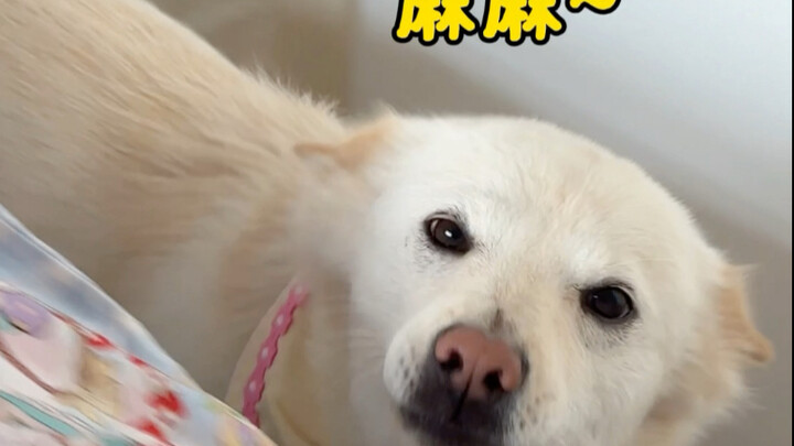 The cutest puppy who calls “mom” best on the whole internet is here!
