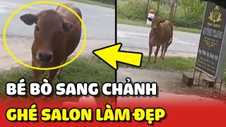 Bé Bò SANG CHẢNH ghé Salon LÀM ĐẸP nhưng bị chủ từ chối 😂 | Yêu Lu