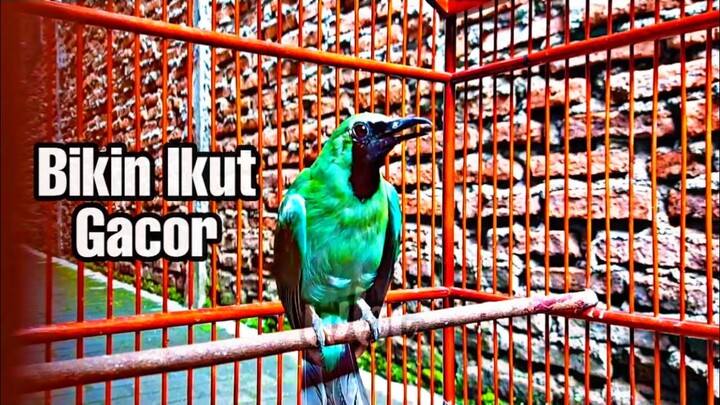 Auto Cucak Ijo Gacor Dan Emosi Dengan Pancingan Ini