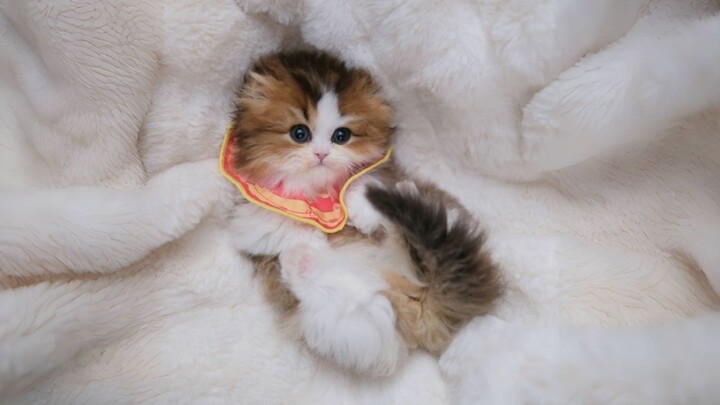 Although longan can't grow up forever, I can always have kittens.