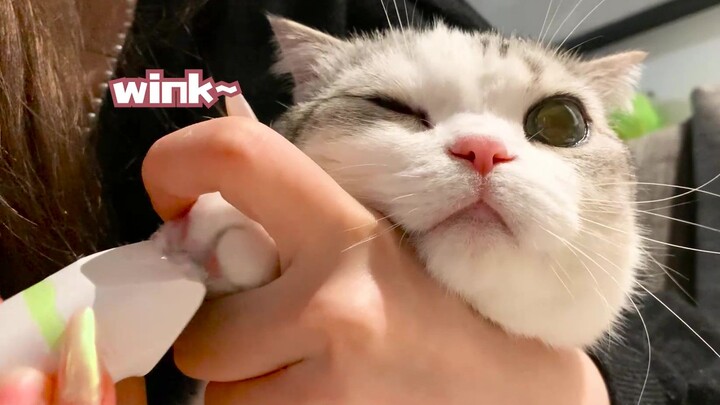 Vì quá đáng yêu nên bị bắt đi cạo lông háng