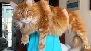 Why do some cats become too hard to hold after being raised for a while?