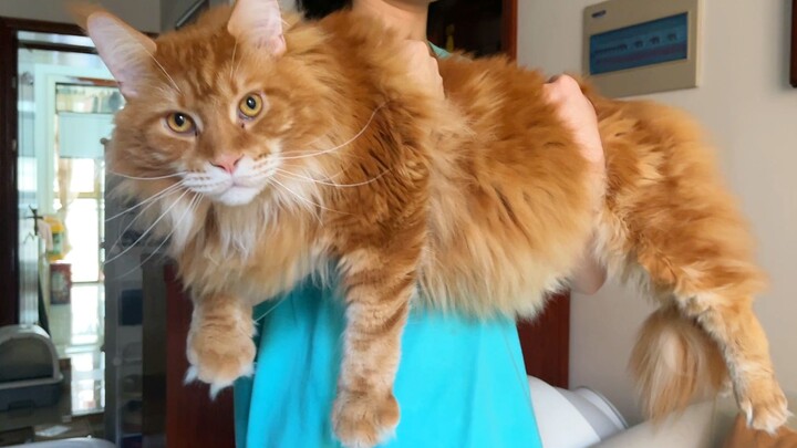 Mengapa beberapa kucing menjadi terlalu sulit dipegang setelah dibesarkan beberapa waktu?