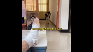 Sepasang anjing