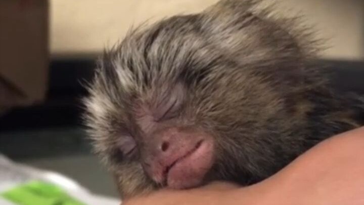 A young man found a baby monkey, brought it home and raised it—only to later discover its true ident