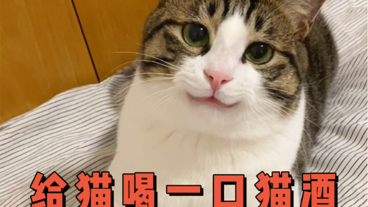 This homemade cat wine is seriously addictive!