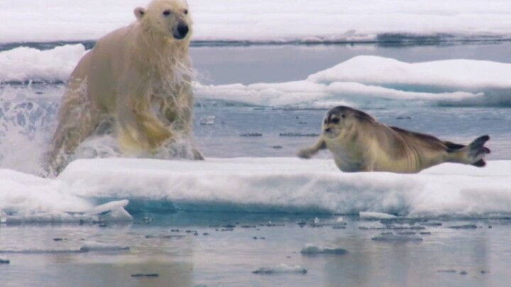 “กินเมล่อนอย่างมีเหตุผล ถึงจะสนุกได้” - หมีขั้วโลก