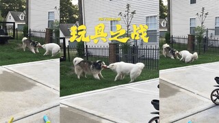 这场狗狗玩具之战我能一直看下去👀