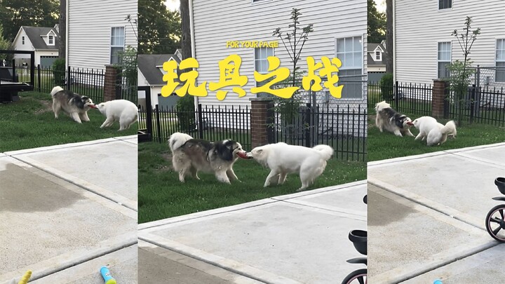 Pertempuran mainan anjing ini bisa terus aku tonton👀