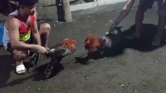 black bogan cock spar