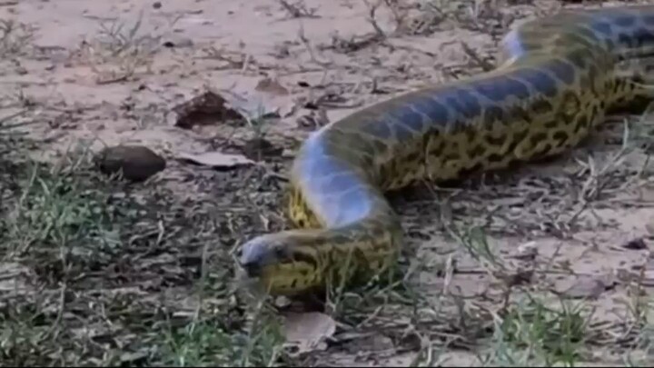 1 minuto animal - a maior cobra
