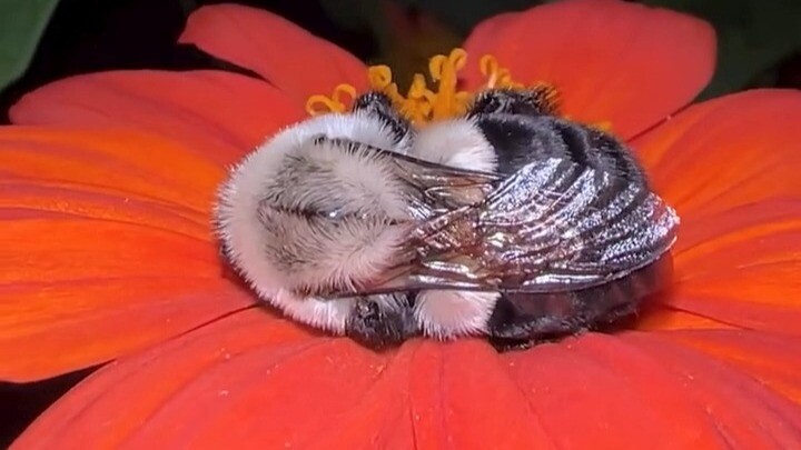 心都化了！今晚一只胖乎乎蜜蜂，蜷在我的墨西哥向日葵里睡觉