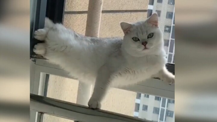 You'll never know what your cat gets up to when you're not home!