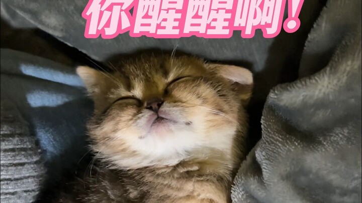 Little Kitty: I’m totally napping—no one can stop me!