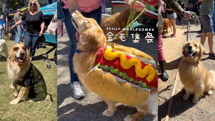 Dạo quanh hội chợ chó Golden Retriever nè ~