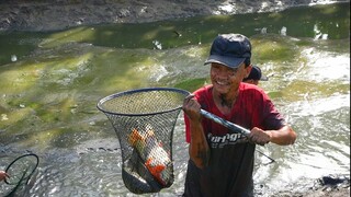 Bất Ngờ Vớt Gần 500Kg Cá Khi Về Lại U Minh Trải Nghiệm Cùng Bà Con Xứ Rừng #1 | MTQH