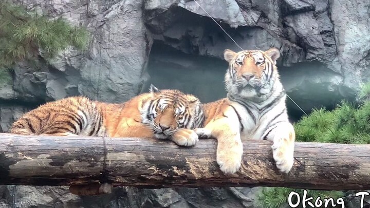 Bertumpu pada bantal harimau milik kakakku