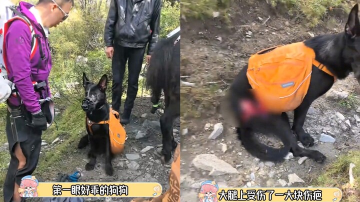 ظننت أنه إساءة معاملة للكلب، لكن الحقيقة أن المالك لم يعد يجد حلاً.