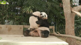 Panda Hua Ni & Putrinya Fu Bao