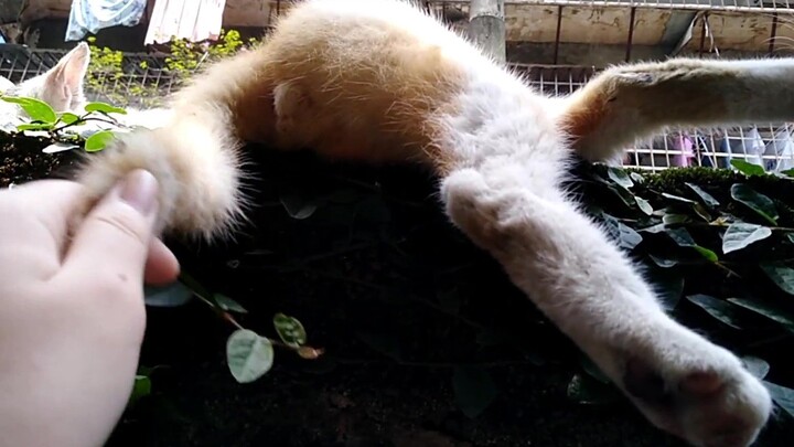 Kucing liar yang tengah terlelap tiba-tiba memperlihatkan pantatnya dan malah ditarik ekornya oleh p