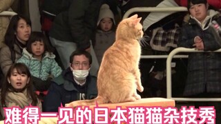 [Yangyou Pilgrimage Jepang] Pertunjukan akrobat kucing Jepang yang jarang terlihat [Pertunjukan oleh