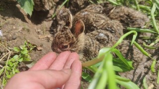 A Nest Of Rabbits In A Canola Flower Field