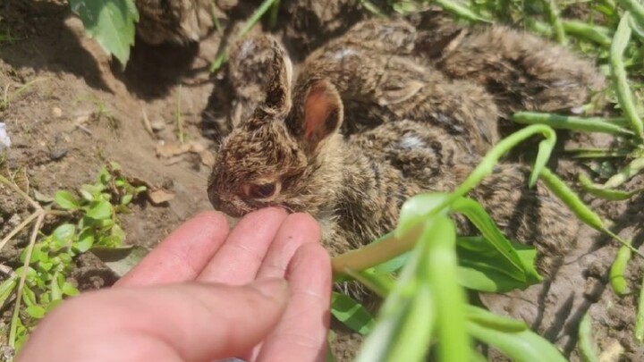 (รวมคลิปสัตว์โลก) เจอกระต่ายฝูงหนึ่ง น่ารักมาก ๆ