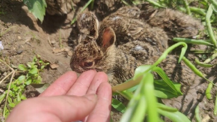 A Nest Of Rabbits In A Canola Flower Field