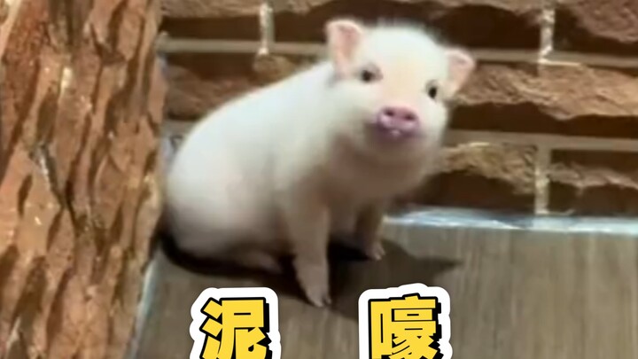 Nhà trẻ Heo Heo