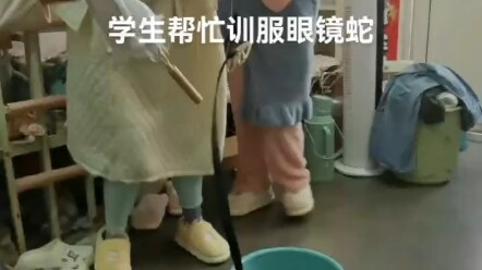 Ở ký túc xá nuôi chó thì đã là gì?