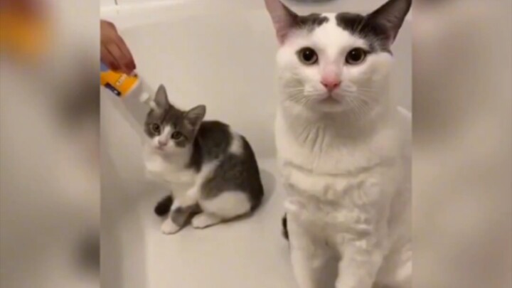 حقاً؟ لا أصدق ذلك 🐱