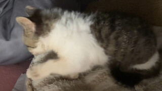 الحلقة الأخيرة من الوثائقي الخاص بشياو باو مينغ