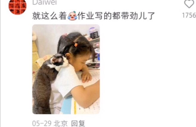 Hilarious! Cat: Human, you were born just to be carried by me, huh?