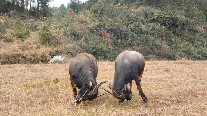 Animal|Watch Cows Fight and Play Closely
