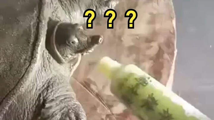 Is this something a human could do?