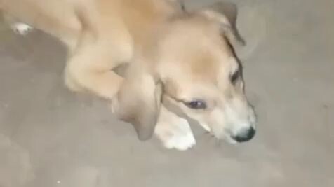 کتے کے کان میں کیڑے! 😱 یہ منظر واقعی حیران کن ہے۔ 🐶#Dog #DogCare #AnimalRescue #Dogs #Pet