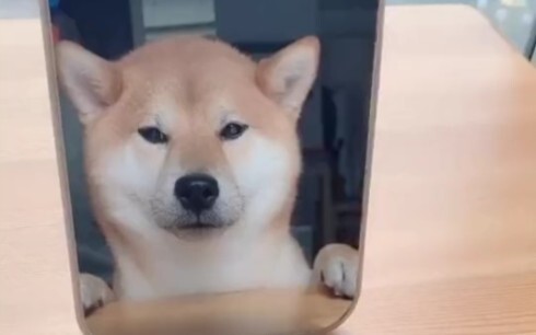 Gouzi: After all these years, I never would’ve guessed I was actually a dog.