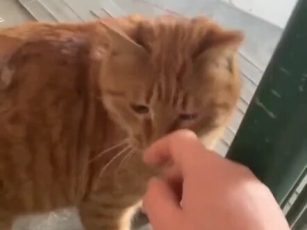 Để đền đáp những người yêu mèo, chú mèo hoang quyết định tặng chuột cho họ. Dù không biết người yêu 