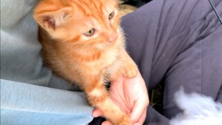 I played with the kitten for two hours, and the mother cat and her friends tried to persuade her to 