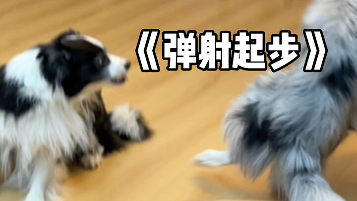 Tentang betapa pentingnya gengsi bagi Border Collie di hadapan tuannya